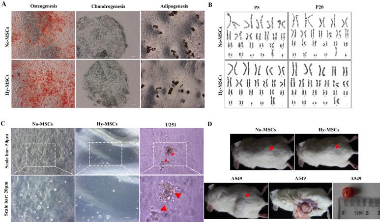 https://cdn.ncbi.nlm.nih.gov/pmc/blobs/942c/11634399/21ba9501a22e/BJR-2024-0136.R2-galleyfig3.jpg