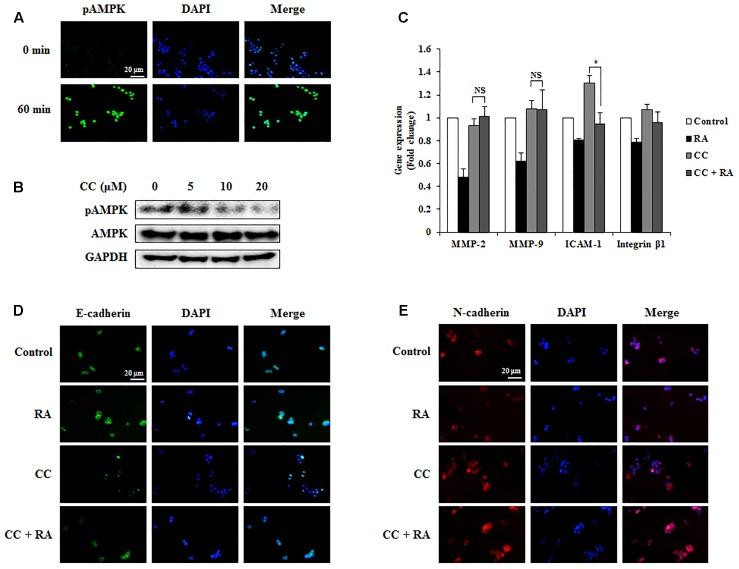 https://cdn.ncbi.nlm.nih.gov/pmc/blobs/942c/5807338/5666afe7dc30/fphar-09-00068-g007.jpg