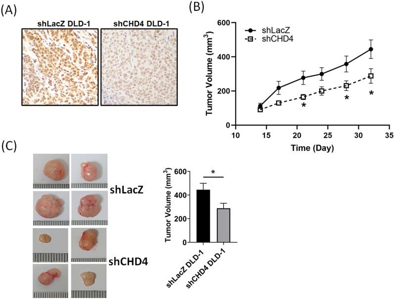 https://cdn.ncbi.nlm.nih.gov/pmc/blobs/942c/8120460/2c38808eb289/ijbsv17p1660g004.jpg
