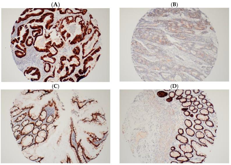https://cdn.ncbi.nlm.nih.gov/pmc/blobs/942d/11354371/c1a169909c43/ijms-25-08673-g004.jpg