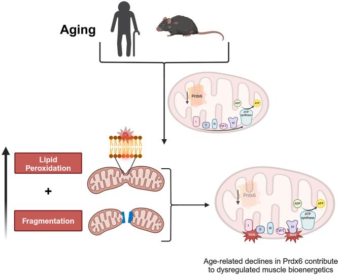 https://cdn.ncbi.nlm.nih.gov/pmc/blobs/942f/12355596/ece4d37bdc98/ga1.jpg