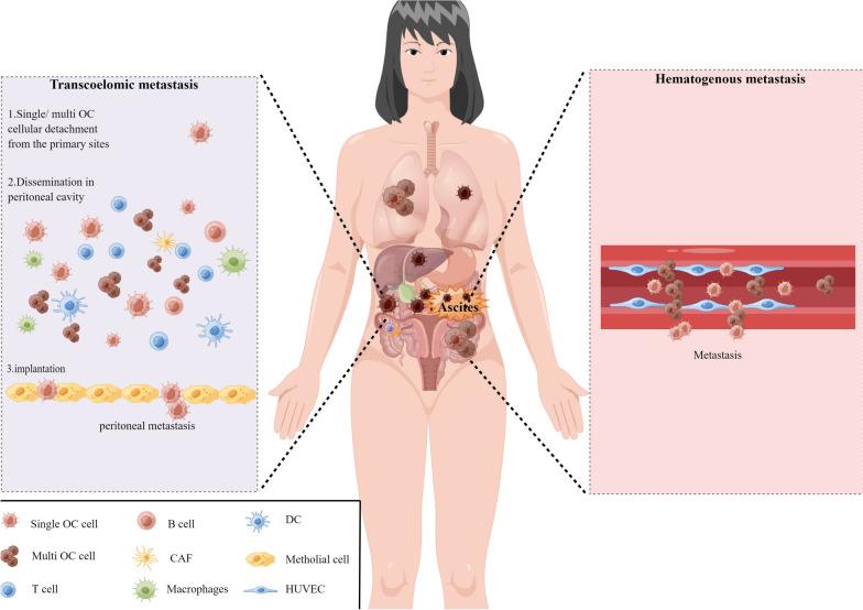 https://cdn.ncbi.nlm.nih.gov/pmc/blobs/9434/9875479/ecc2c649d816/12935_2023_2854_Fig2_HTML.jpg