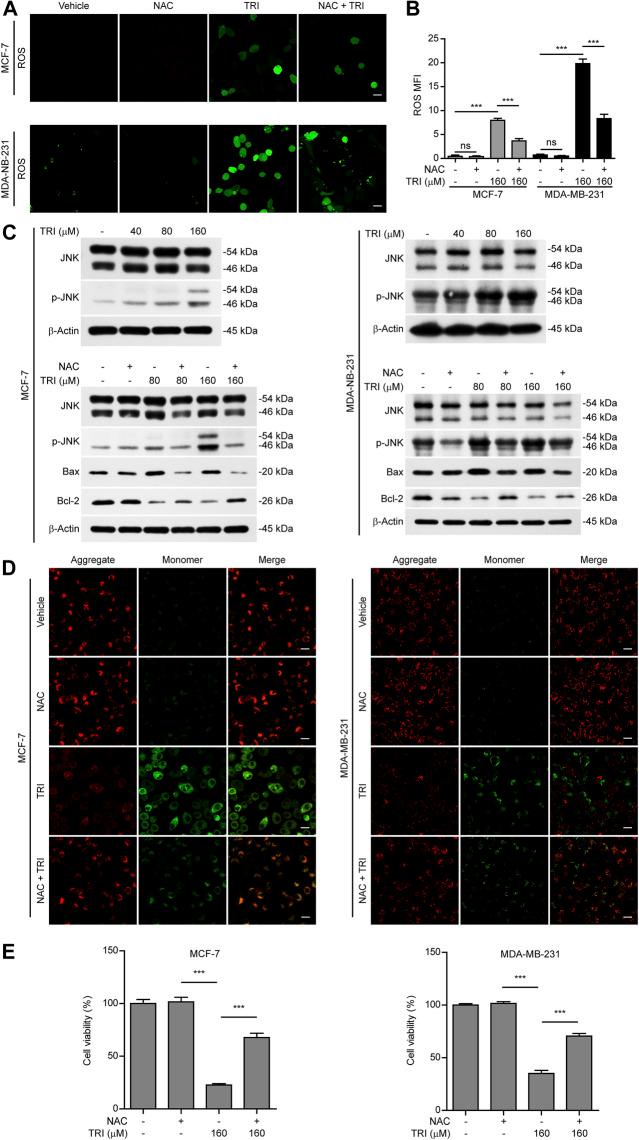https://cdn.ncbi.nlm.nih.gov/pmc/blobs/943c/8297466/8dc44518b233/fphar-12-670081-g004.jpg