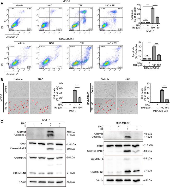 https://cdn.ncbi.nlm.nih.gov/pmc/blobs/943c/8297466/94beecb42e51/fphar-12-670081-g005.jpg
