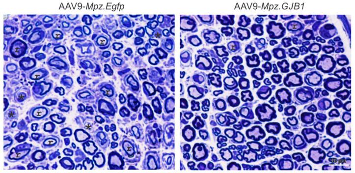 https://cdn.ncbi.nlm.nih.gov/pmc/blobs/943d/8199910/1364b8712058/ijms-22-06048-g001.jpg