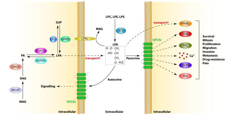 https://cdn.ncbi.nlm.nih.gov/pmc/blobs/9441/11011573/324e34e67207/cells-13-00629-g001.jpg