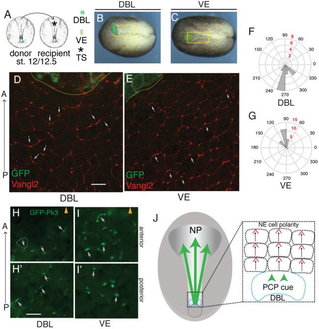 https://cdn.ncbi.nlm.nih.gov/pmc/blobs/9444/8325942/0e094d992dbf/biolopen-10-058761-g4.jpg