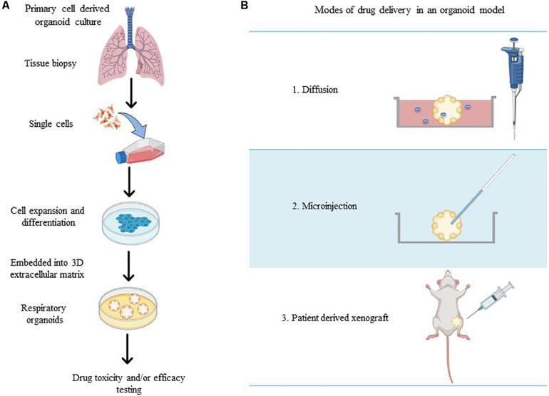 https://cdn.ncbi.nlm.nih.gov/pmc/blobs/9447/7644812/8e8746532163/fbioe-08-581995-g001.jpg