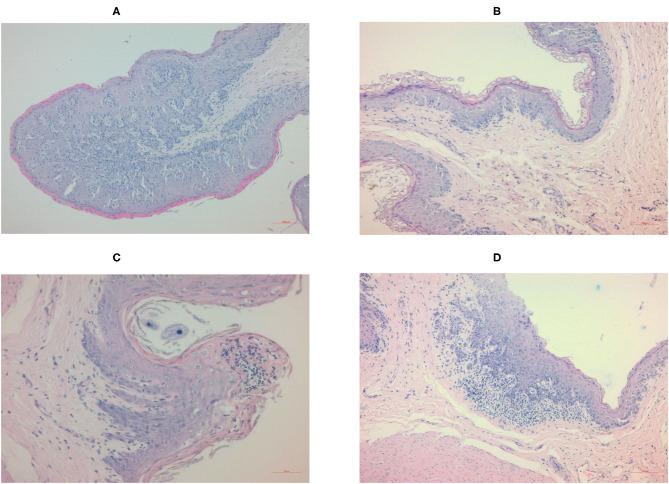 https://cdn.ncbi.nlm.nih.gov/pmc/blobs/944b/7876273/a659a0474f8f/fvets-08-630971-g0002.jpg