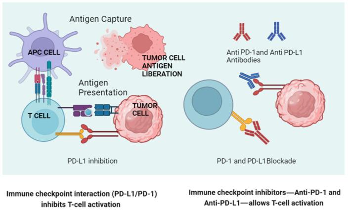https://cdn.ncbi.nlm.nih.gov/pmc/blobs/944e/11352266/36c8b951fc35/cimb-46-00463-g002.jpg
