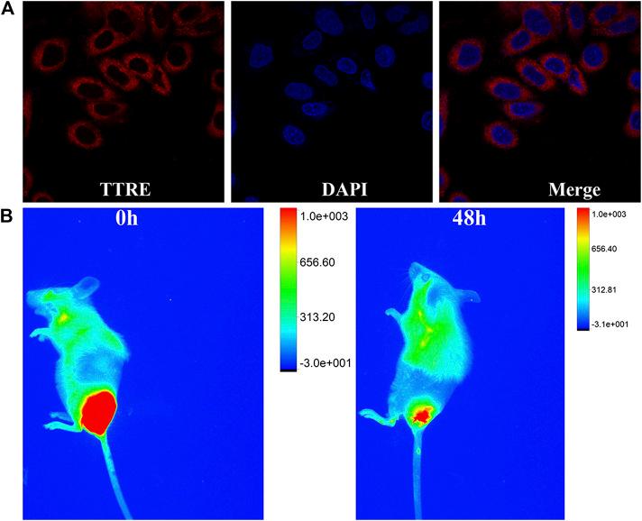 https://cdn.ncbi.nlm.nih.gov/pmc/blobs/944f/7940671/ea4e1ae39044/fchem-09-629062-g003.jpg