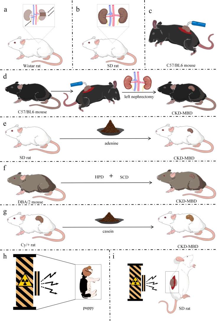 https://cdn.ncbi.nlm.nih.gov/pmc/blobs/9450/11975589/aaba477c1b64/fendo-16-1549562-g002.jpg