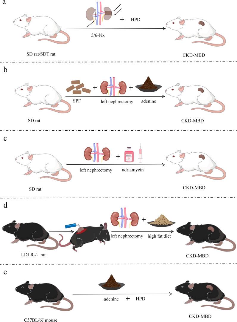 https://cdn.ncbi.nlm.nih.gov/pmc/blobs/9450/11975589/fe02023263a7/fendo-16-1549562-g003.jpg
