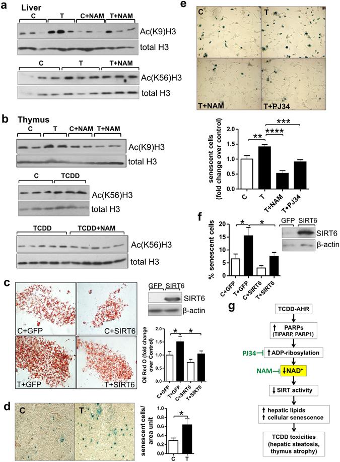 https://cdn.ncbi.nlm.nih.gov/pmc/blobs/9451/5442136/d472e9dc2d0f/41598_2017_2332_Fig4_HTML.jpg