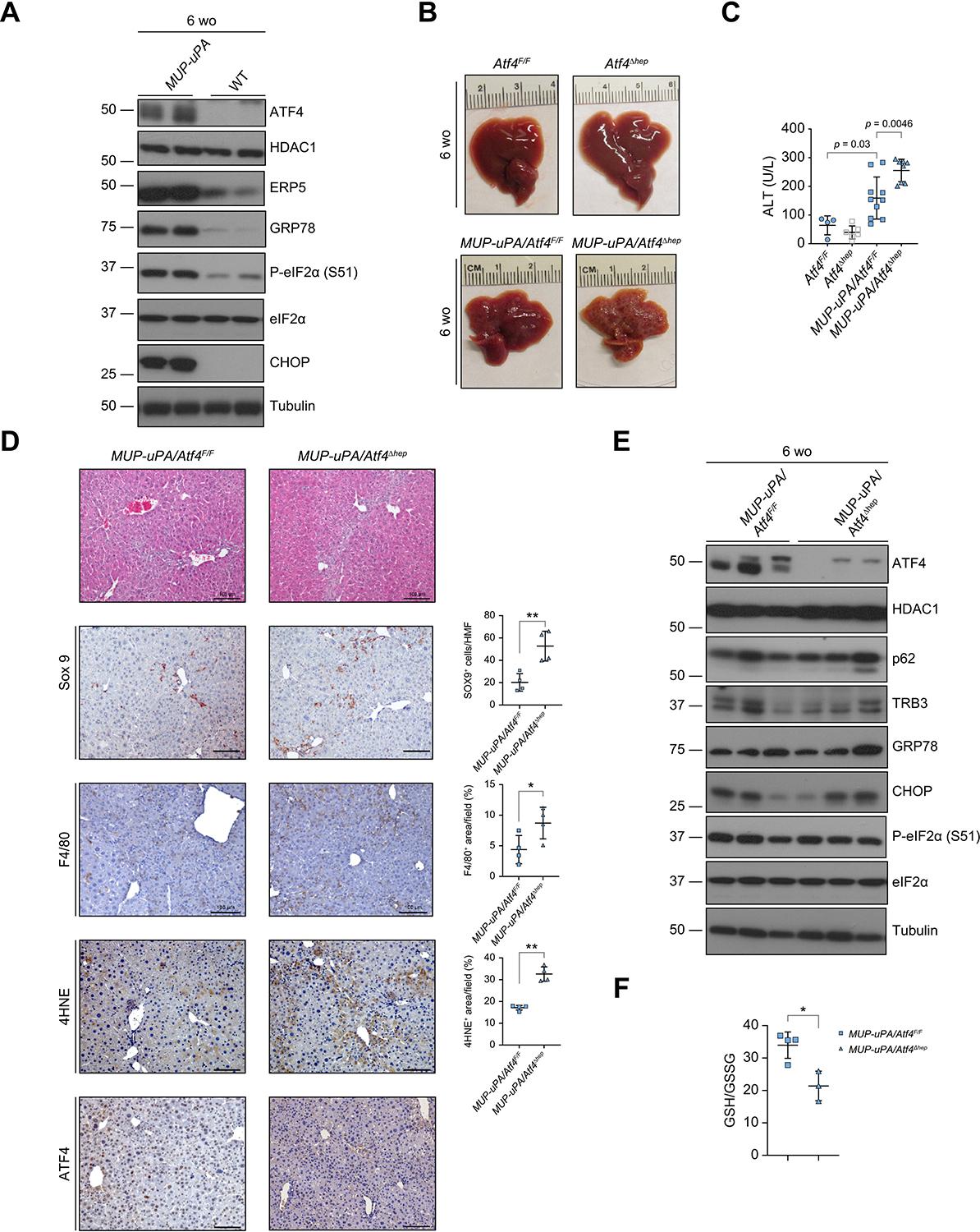 https://cdn.ncbi.nlm.nih.gov/pmc/blobs/9454/11332364/7213deae486d/nihms-2013638-f0001.jpg