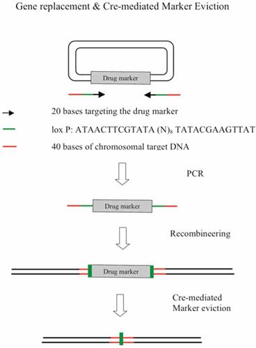 https://cdn.ncbi.nlm.nih.gov/pmc/blobs/9454/11575712/259e609186c1/esp-0011-2015_fig_0011.jpg