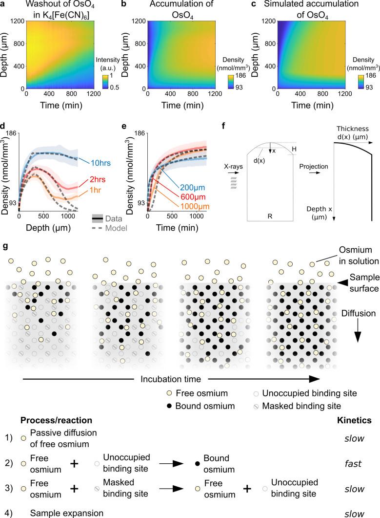 https://cdn.ncbi.nlm.nih.gov/pmc/blobs/9455/9665849/6bc5cb5d6830/elife-72147-fig2.jpg