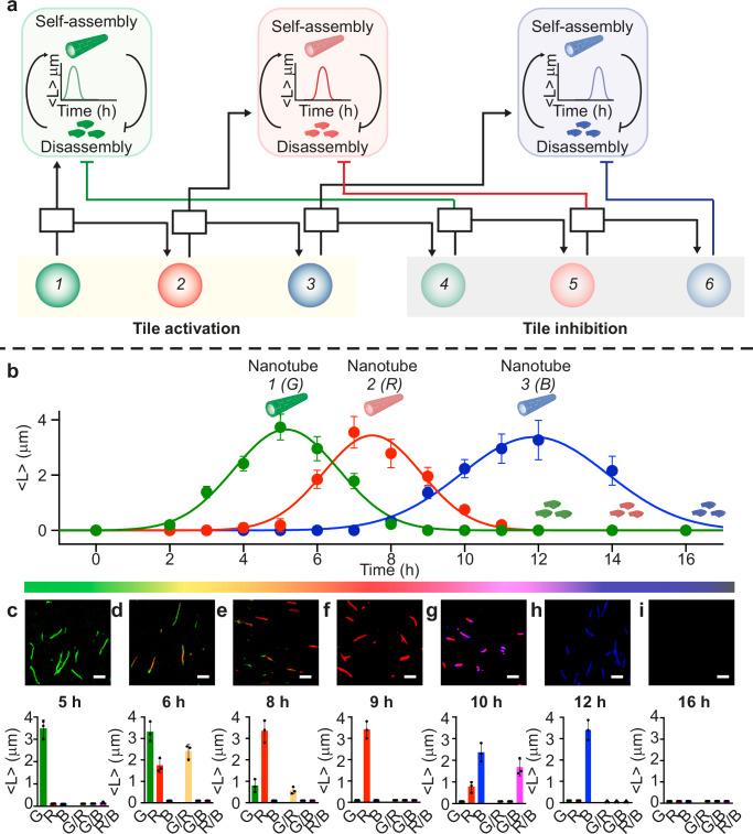 https://cdn.ncbi.nlm.nih.gov/pmc/blobs/9456/11452209/3ba6b44ad2b5/41467_2024_52986_Fig6_HTML.jpg