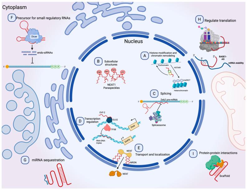 https://cdn.ncbi.nlm.nih.gov/pmc/blobs/9457/10891584/550e07739966/ncrna-10-00012-g002.jpg