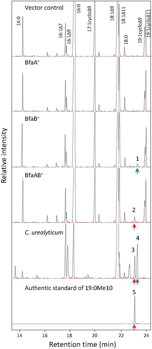 https://cdn.ncbi.nlm.nih.gov/pmc/blobs/945a/5660069/dd67dd32f95f/fmicb-08-02061-g004.jpg
