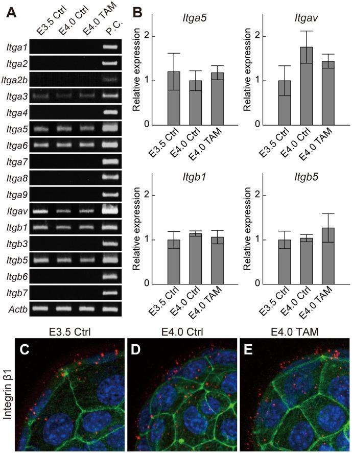 https://cdn.ncbi.nlm.nih.gov/pmc/blobs/945c/3494704/fa03a1d74284/pone.0048933.g002.jpg