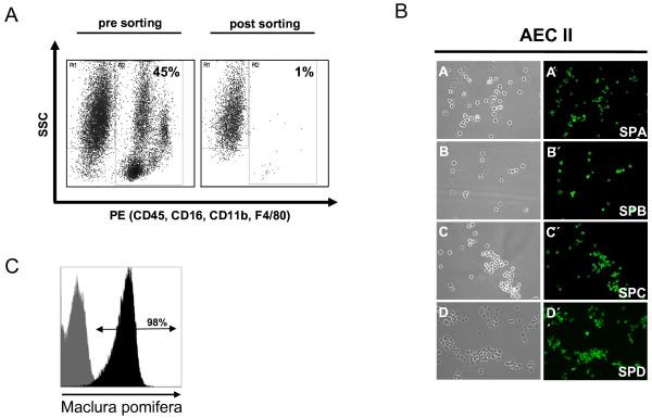 https://cdn.ncbi.nlm.nih.gov/pmc/blobs/945f/1939847/4e21f790ec9b/1465-9921-8-47-3.jpg