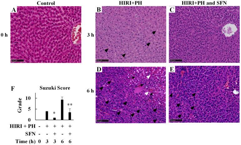 https://cdn.ncbi.nlm.nih.gov/pmc/blobs/9460/10778753/5391484bbd19/ijms-25-00579-g002.jpg