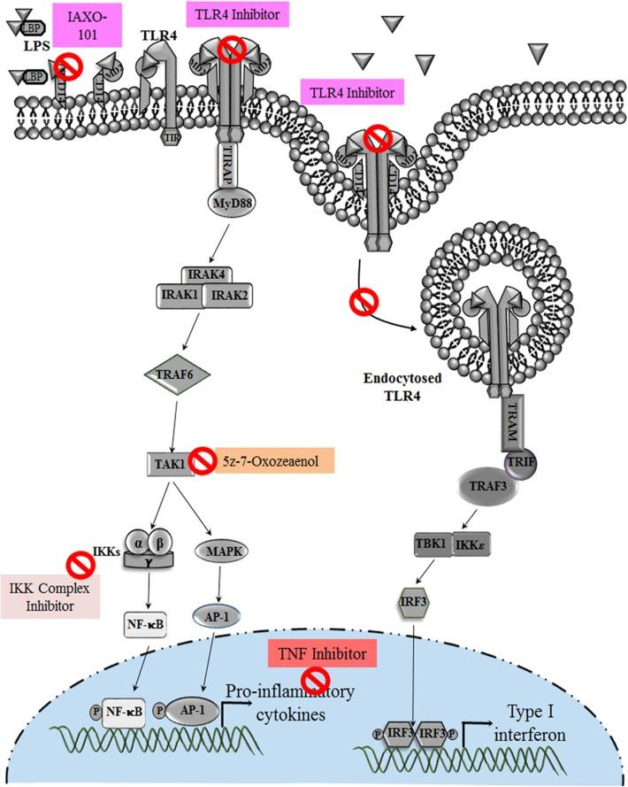 https://cdn.ncbi.nlm.nih.gov/pmc/blobs/9460/7248557/438b7a86b9ce/fimmu-11-00807-g0005.jpg