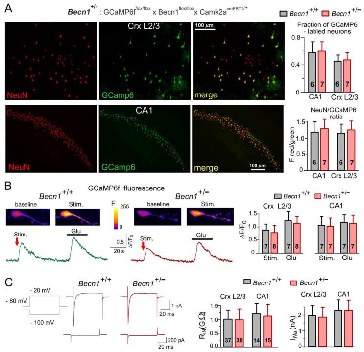 https://cdn.ncbi.nlm.nih.gov/pmc/blobs/9462/9408861/710ef49a29ea/ijms-23-09228-g001.jpg