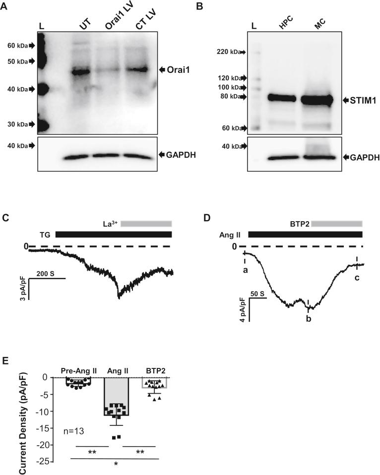 https://cdn.ncbi.nlm.nih.gov/pmc/blobs/9467/9136128/124c22689b63/gr1.jpg