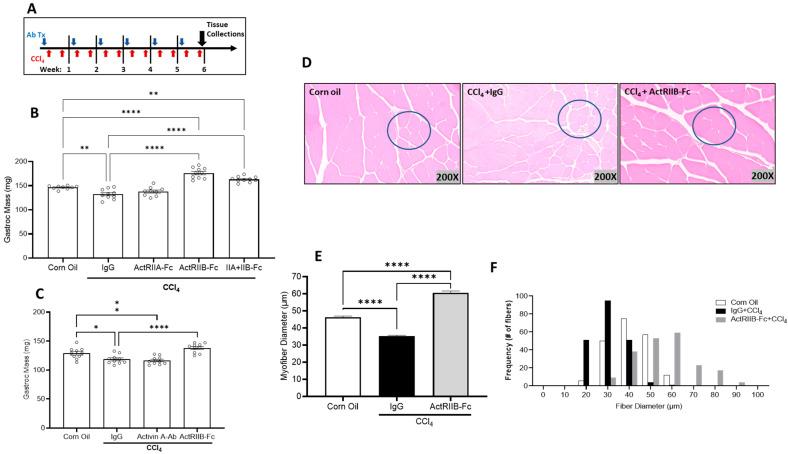 https://cdn.ncbi.nlm.nih.gov/pmc/blobs/9468/10377408/122605358bc9/biomedicines-11-01909-g002.jpg