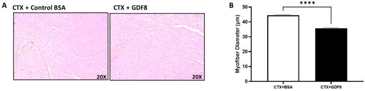 https://cdn.ncbi.nlm.nih.gov/pmc/blobs/9468/10377408/412517d2ca05/biomedicines-11-01909-g010.jpg