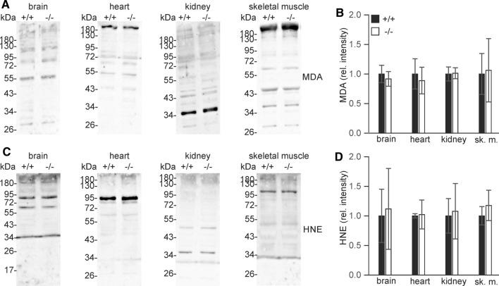 https://cdn.ncbi.nlm.nih.gov/pmc/blobs/9471/9217836/1f3591ac2d91/726_2022_3150_Fig3_HTML.jpg