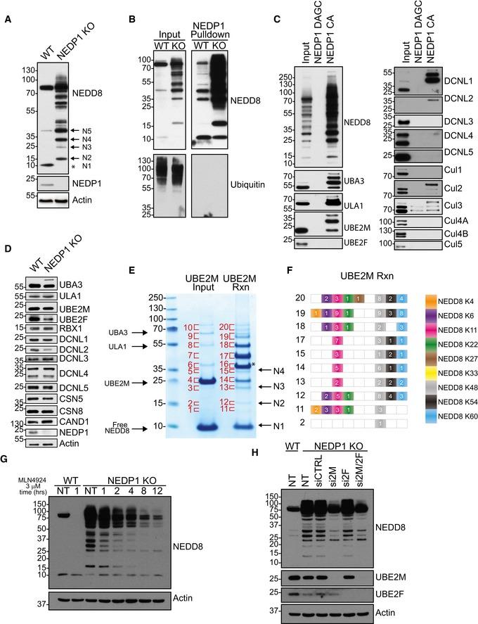 https://cdn.ncbi.nlm.nih.gov/pmc/blobs/9473/6418418/1a8ca01632f2/EMBJ-38-e100024-g002.jpg