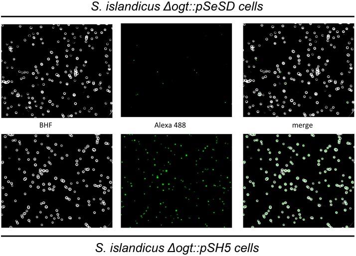 https://cdn.ncbi.nlm.nih.gov/pmc/blobs/9474/5626487/b476f59c21e7/pone.0185791.g005.jpg