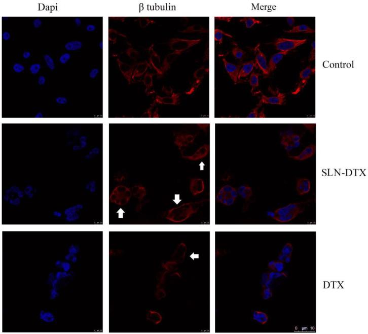 https://cdn.ncbi.nlm.nih.gov/pmc/blobs/947d/9370415/5429eb4dd99d/molecules-27-04920-g005.jpg