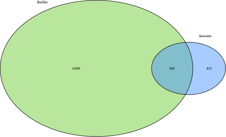https://cdn.ncbi.nlm.nih.gov/pmc/blobs/9480/7933014/87ebda9c733a/fmicb-12-589948-g005.jpg