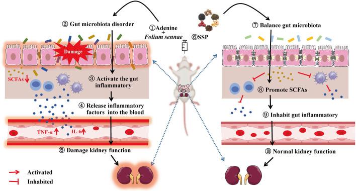 https://cdn.ncbi.nlm.nih.gov/pmc/blobs/9481/11194372/7219f03ac53d/fphar-15-1360589-g010.jpg