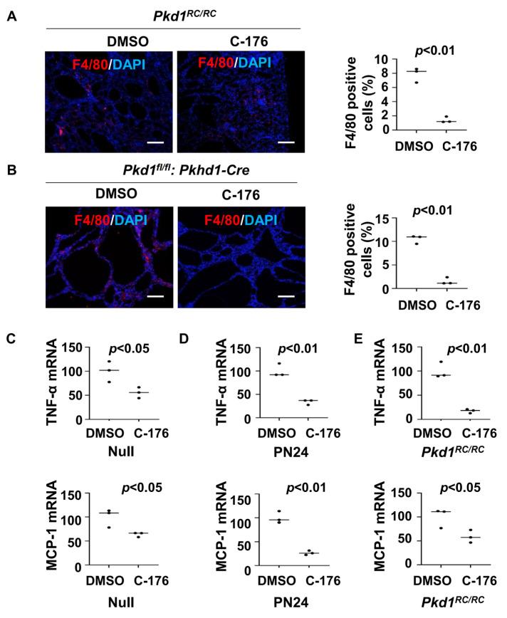 https://cdn.ncbi.nlm.nih.gov/pmc/blobs/9485/11505933/3b4b142713ed/biomolecules-14-01215-g003.jpg