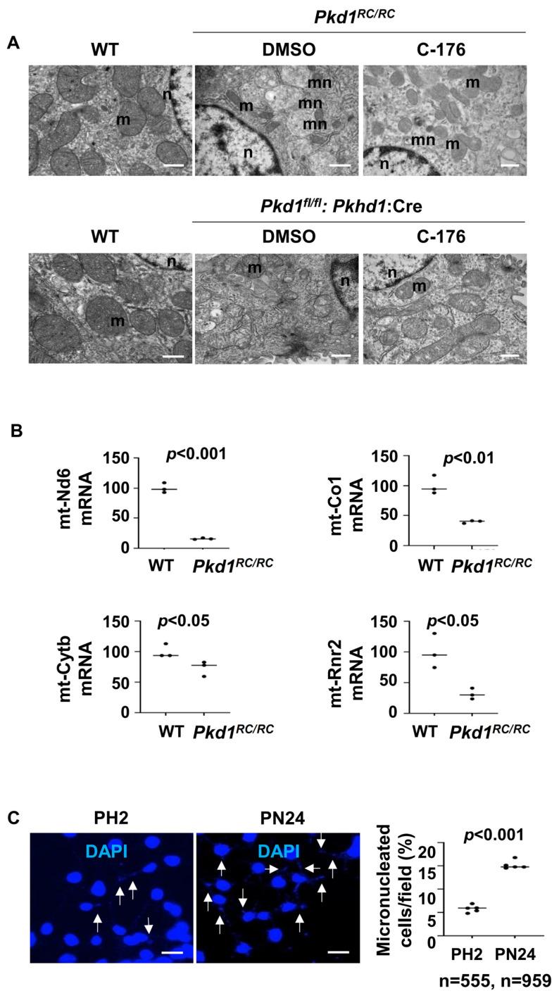 https://cdn.ncbi.nlm.nih.gov/pmc/blobs/9485/11505933/44b8497ac6c7/biomolecules-14-01215-g008.jpg