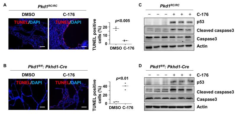 https://cdn.ncbi.nlm.nih.gov/pmc/blobs/9485/11505933/7c020a9b1b07/biomolecules-14-01215-g006.jpg
