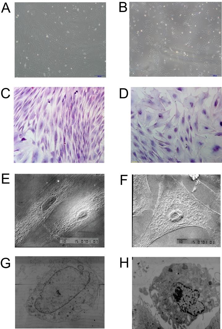 https://cdn.ncbi.nlm.nih.gov/pmc/blobs/948b/5617506/6eea38f38ce9/oncotarget-08-62298-g003.jpg
