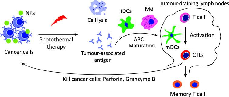 https://cdn.ncbi.nlm.nih.gov/pmc/blobs/948d/7779686/719254723cf4/fimmu-11-601497-g003.jpg
