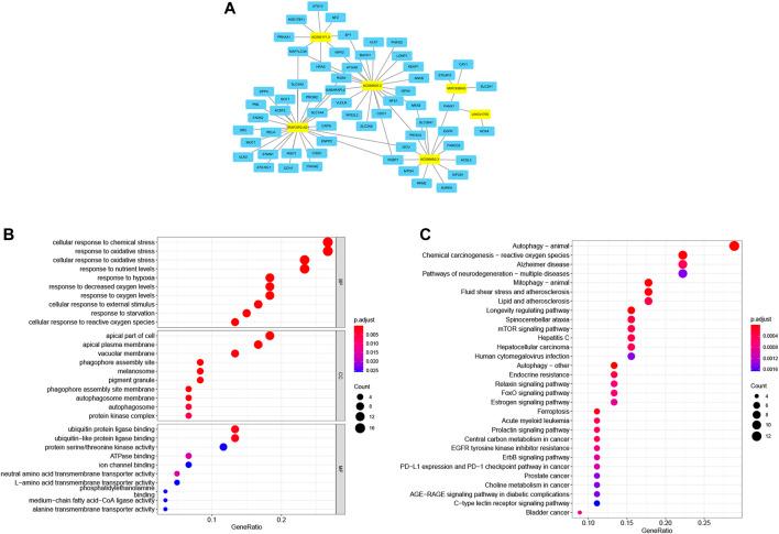 https://cdn.ncbi.nlm.nih.gov/pmc/blobs/948d/8883032/530a0365f2aa/fgene-13-838021-g008.jpg