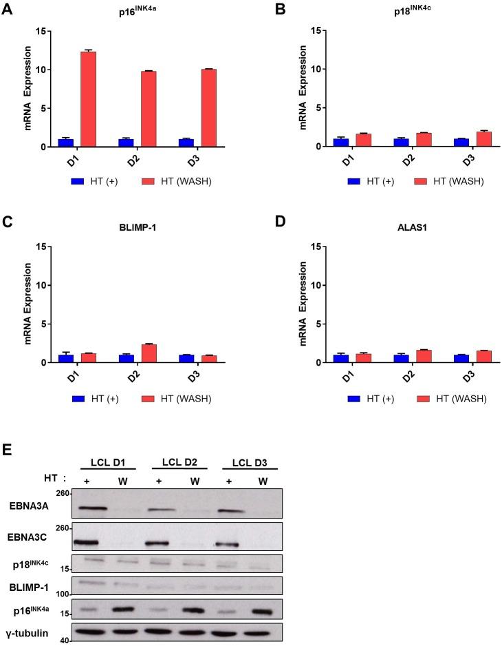 https://cdn.ncbi.nlm.nih.gov/pmc/blobs/9492/5542390/1e0e097d85d8/pbio.2001992.g005.jpg