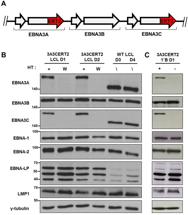 https://cdn.ncbi.nlm.nih.gov/pmc/blobs/9492/5542390/aa6697ec88b8/pbio.2001992.g002.jpg