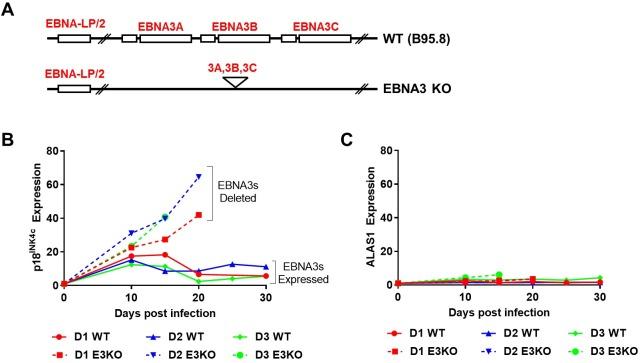 https://cdn.ncbi.nlm.nih.gov/pmc/blobs/9492/5542390/f0e6ee72f17a/pbio.2001992.g001.jpg