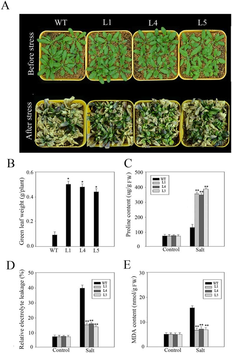 https://cdn.ncbi.nlm.nih.gov/pmc/blobs/9497/5601430/31b5997f972a/41598_2017_10795_Fig8_HTML.jpg