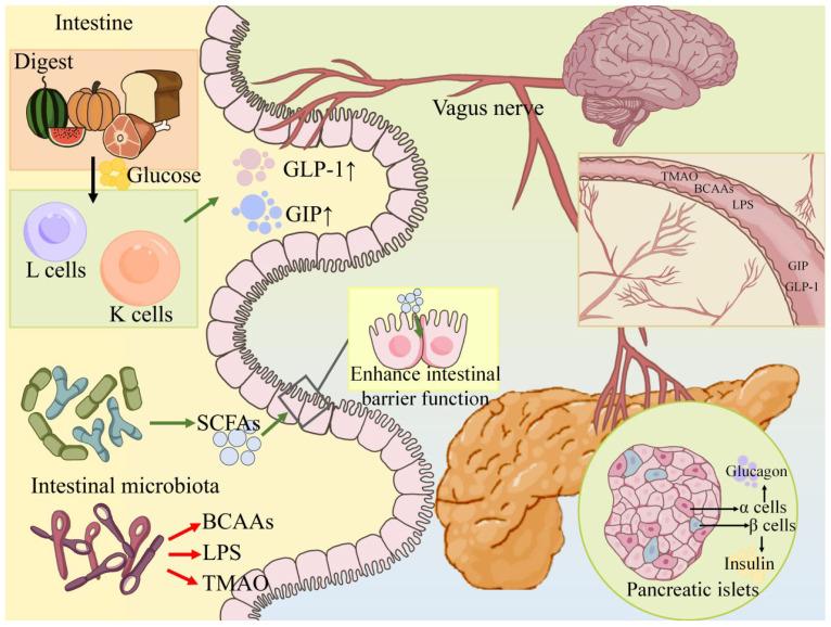 https://cdn.ncbi.nlm.nih.gov/pmc/blobs/9498/12389143/4d3dfa250ae5/nutrients-17-02708-g001.jpg