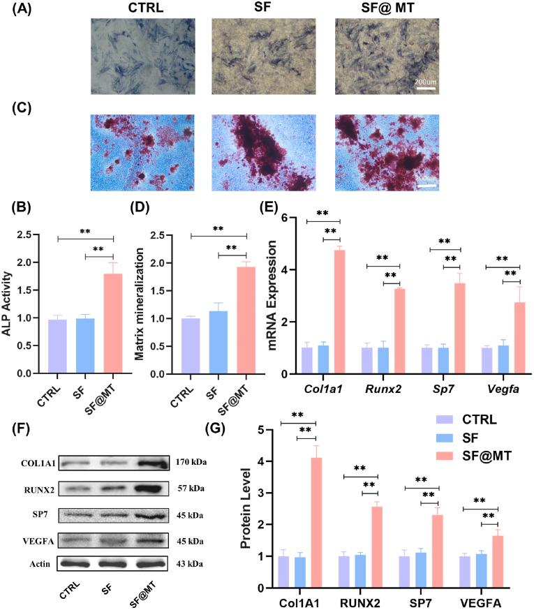 https://cdn.ncbi.nlm.nih.gov/pmc/blobs/9499/10850961/2cb5e6cdfd9a/gr3.jpg